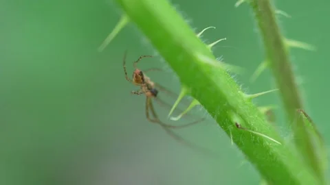 Small Spider On Thorny Bramble Stem Against Green Bokeh Background, Macro Shot Stock Footage 336465655