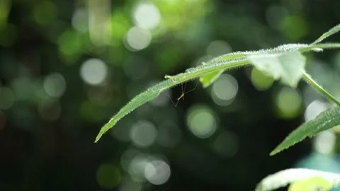Small Spider under Green Leaf with Beautiful and Blurred Background 库存影片 134997149