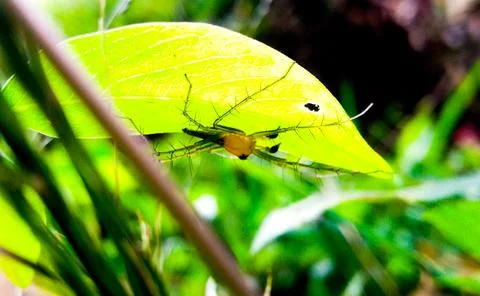 Small Spider Under Green Leaf in Natural Habitat Foto stock