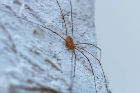 Small spider on the wall Stock Photos