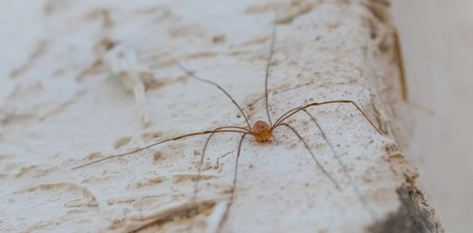 Small spider on the wall Stock Photos