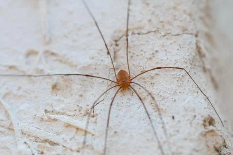 Small spider on the wall Stock Photos