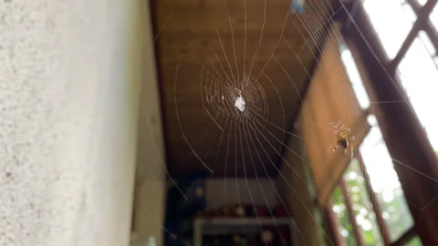 Small spider weaving web on balcony in house close up Stock Footage 139519334
