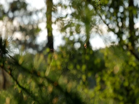 Small spider in web (4K) Stock Footage 78154727