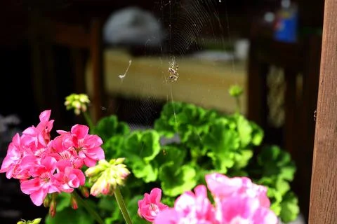 A small spider on a web across the geraniums in the garden Stock Photos