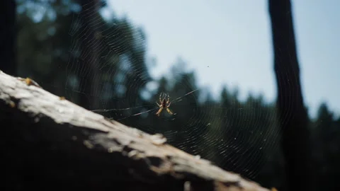 Small spider on a web against the background of a blurred forest Stock Footage 220314854
