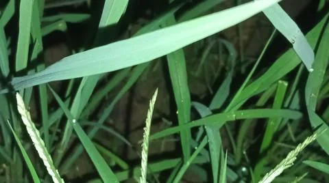 Small Spider on Web Amidst Green Grass Blades Stock Photos