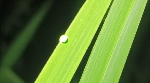Small Spider on Web Amidst Green Grass Blades Stock Photos