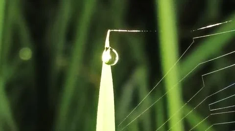 Small Spider on Web Amidst Green Grass Blades Stock Photos