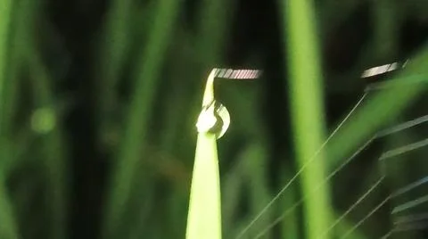 Small Spider on Web Amidst Green Grass Blades Stock Photos