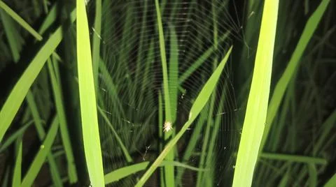 Small Spider on Web Amidst Green Grass Blades Stock Photos