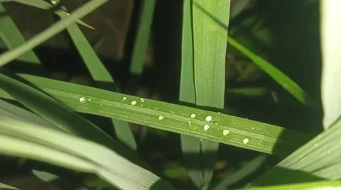 Small Spider on Web Amidst Green Grass Blades Stock Photos