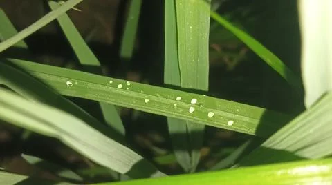 Small Spider on Web Amidst Green Grass Blades Stock Photos