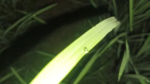 Small Spider on Web Amidst Green Grass Blades Stock Photos