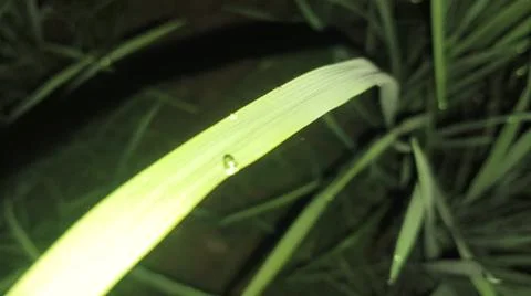 Small Spider on Web Amidst Green Grass Blades Stock Photos