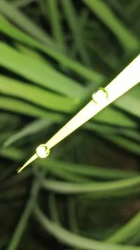 Small Spider on Web Amidst Green Grass Blades Stock Photos