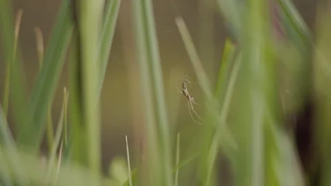 Small spider in web among grass blades, macro bokeh. 4K 60fps. Stock Footage 334300655