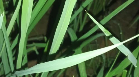 Small Spider on Web Among Green Grass Blades Stock Photos