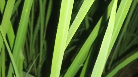 Small Spider on Web Among Green Grass Blades Stock Photos