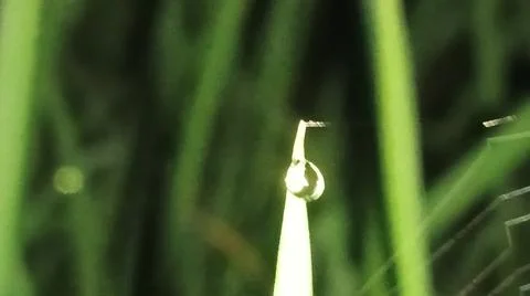 Small Spider on Web Among Green Grass Blades Stock Photos