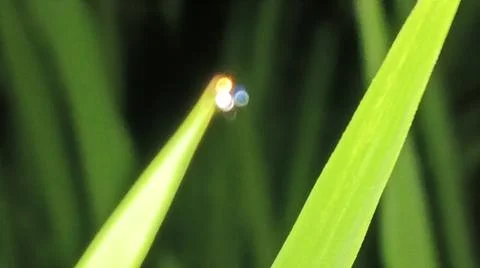 Small Spider on Web Among Green Grass Blades Stock Photos