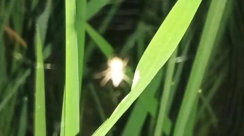 Small Spider on Web Among Green Grass Blades Stock Photos