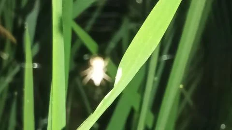 Small Spider on Web Among Green Grass Blades Stock Photos