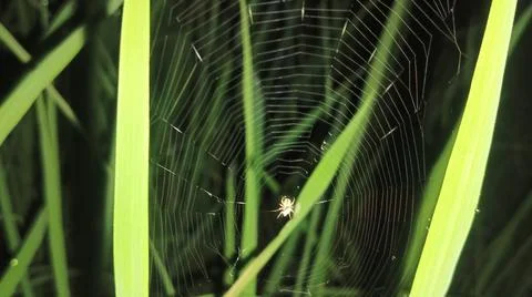 Small Spider on Web Among Green Grass Blades Stock Photos