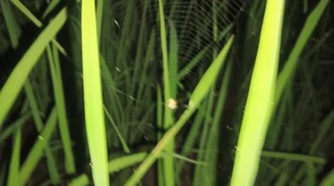Small Spider on Web Among Green Grass Blades Stock Photos