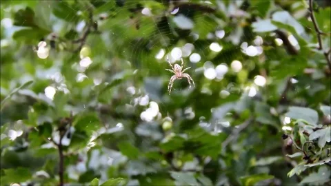 A small spider on a web between leaves Stock Footage 77861596
