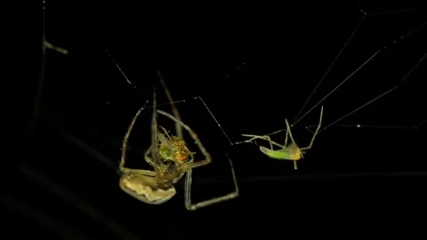 Small spider in web capturing tiny flies Stock Footage 140478023