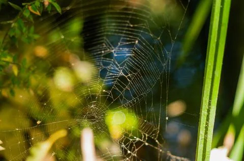 Small spider web closeup shot. Nature, wildlife Stock Photos