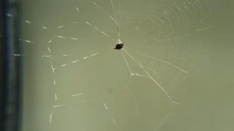 Small Spider On Web Day Light Spider. Stock Footage 106526589