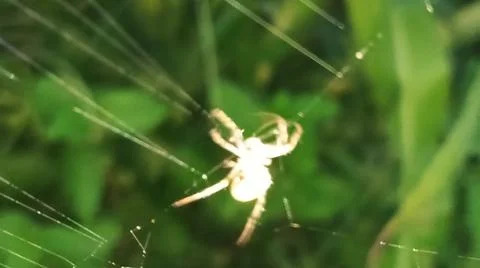 Small Spider on Web in Green Field Stock Photos