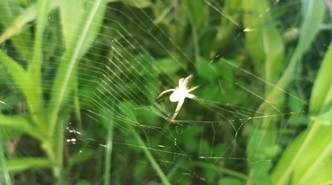 Small Spider on Web in Green Field Fotos Stock
