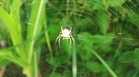 Small Spider on Web in Green Field Stock-Fotos