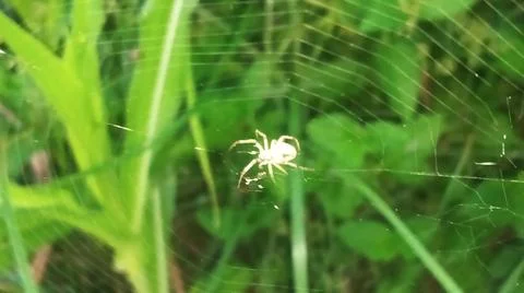 Small Spider on Web in Green Field Stock-Fotos