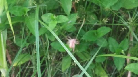 Small Spider on Web in Green Field 스톡 사진