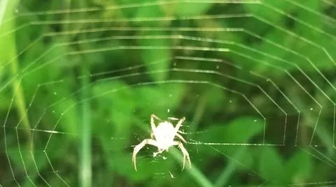 Small Spider on Web in Green Field Fotos de archivo