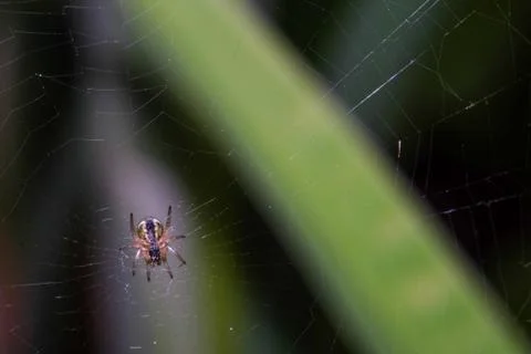 Small spider on the web in nature. Macro photography Foto stock