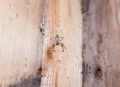 Small spider on a web Stock Photos