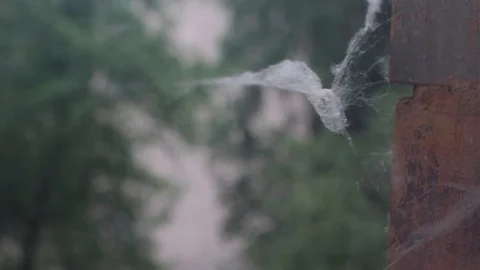Small spider web on the wind Video stock 103287802