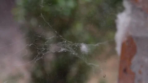 Small spider web on the wind Stock-Footage 103287806