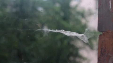 Small spider web on the wind Video stock 103287817