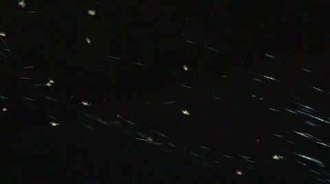 Small spider on web.mp4 Vídeo Stock 26611739