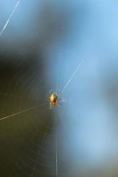 Small spider in a wheel web Stock Photos