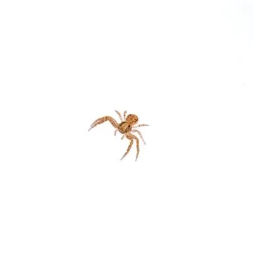 Small spider on a white background Stock Photos