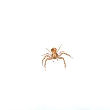 Small spider on a white background Stock Photos