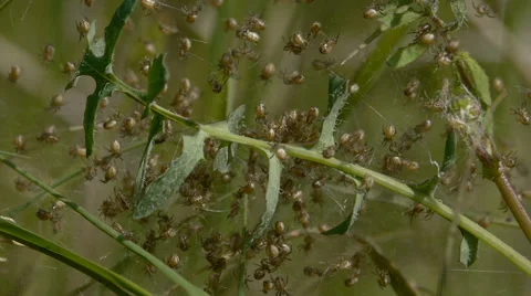 Small spiders Stock Footage 35745584
