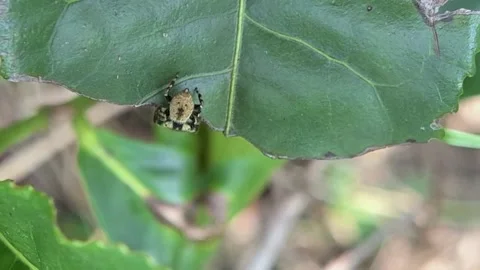 Small spiders Stock Footage 289609860